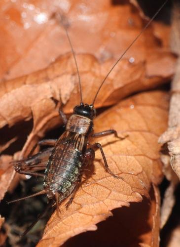 Réf. 265 738 : Nemobius sylvestris sylvestris